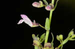 South Americn skullcap